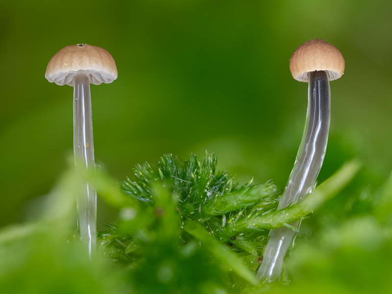 Roridomyces roridus